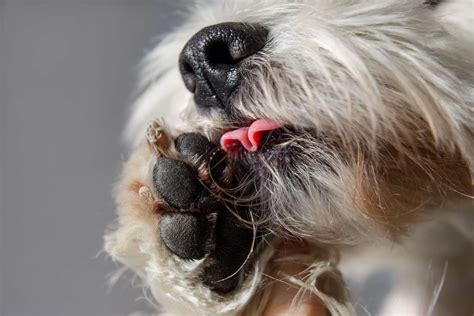 dog licking balls a lot|excessive grooming in dogs.